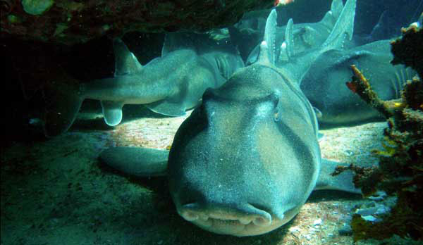 sydney harbour observatory campaign